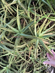 Aloe arborescens