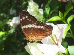 Anartia fatima colima