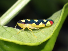 Baleja flavoguttata