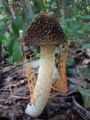 Phallus haitangensis