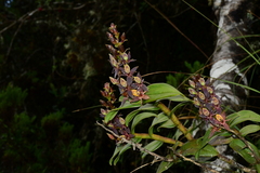 Epidendrum bangii