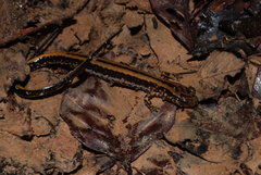 Eurycea guttolineata