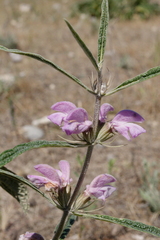 Phlomis