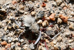 Dasymutilla sackenii