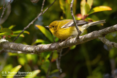 Setophaga pinus