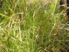 Fimbristylis tristachya