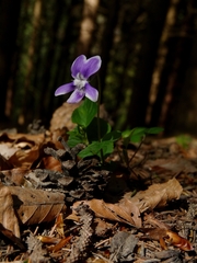 Viola reichenbachiana