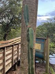 Cereus hexagonus