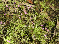 Stylidium debile