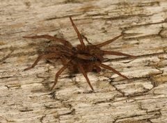 Trochosa terricola
