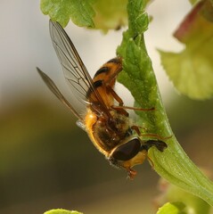 Epistrophe melanostoma