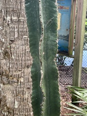 Cereus hexagonus