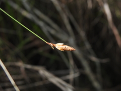 Fimbristylis tristachya