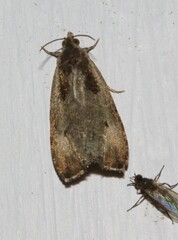 Olethreutes punctanum