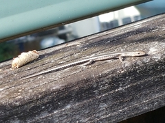 Cryptoblepharus pulcher