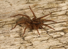 Trochosa terricola