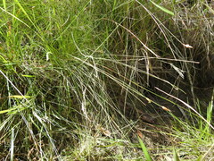 Fimbristylis tristachya