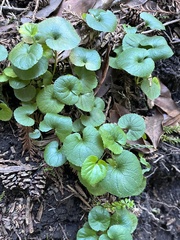 Viola