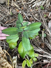 Kalanchoe pinnata