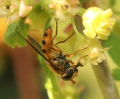 Epistrophe melanostoma