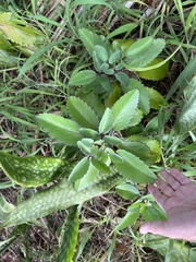 Kalanchoe pinnata