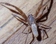 Uloborus walckenaerius