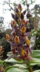 Epidendrum bangii