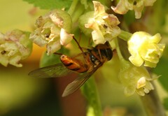 Epistrophe melanostoma