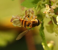 Epistrophe melanostoma