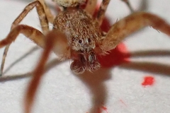 Uloborus walckenaerius