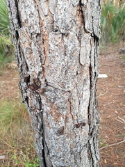 Pinus elliottii