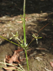 Cyperus trinervis