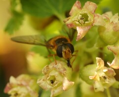 Epistrophe melanostoma