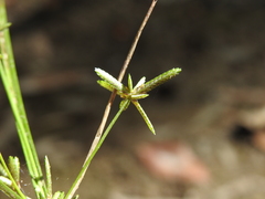 Cyperus trinervis