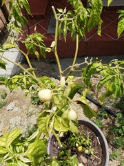 Capsicum chinense