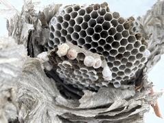 Dolichovespula