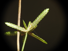 Cyperus trinervis