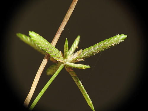 Cyperus trinervis