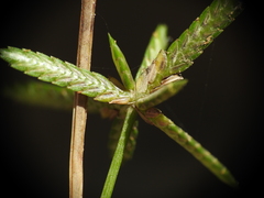 Cyperus trinervis