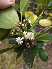 Ilex anomala