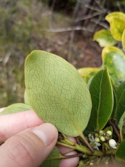 Ilex anomala