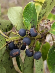 Ilex anomala