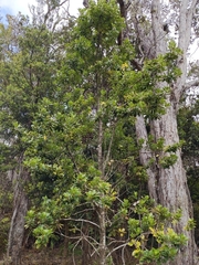 Ilex anomala