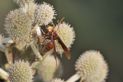 Polistes cavapyta