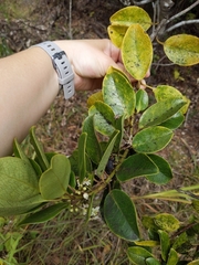 Ilex anomala