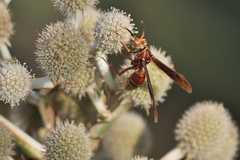 Polistes cavapyta