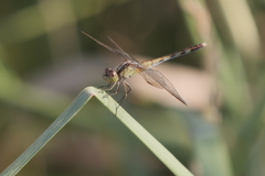 Erythrodiplax nigricans