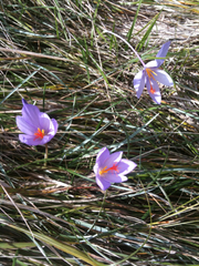 Crocus ligusticus