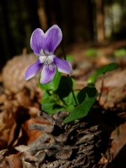 Viola reichenbachiana