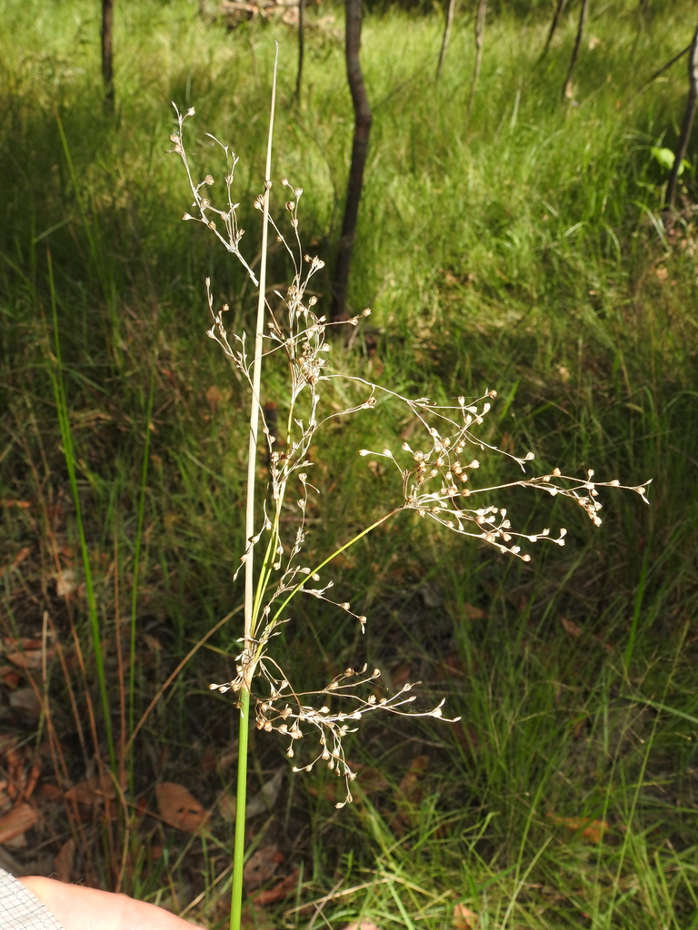australian rush from Walligan QLD 4655, Australia on January 23, 2023 ...